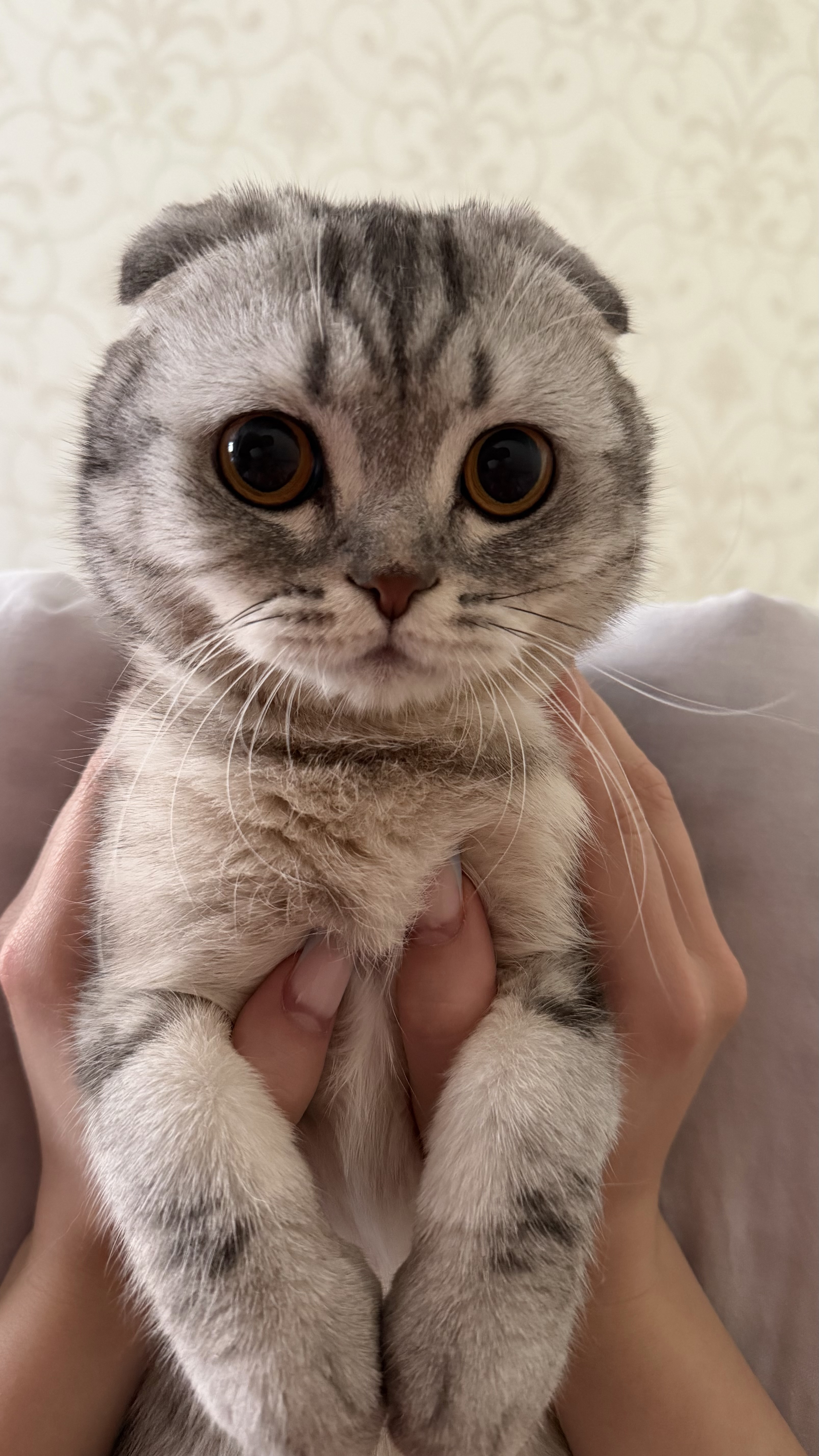 Кот Симба